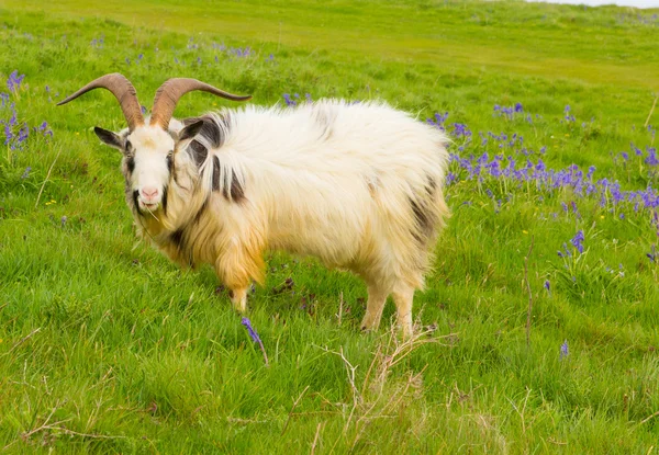 Brittiska primitiva get rasen stora horn och skägg vit grå och svart med blåklockor — Stockfoto