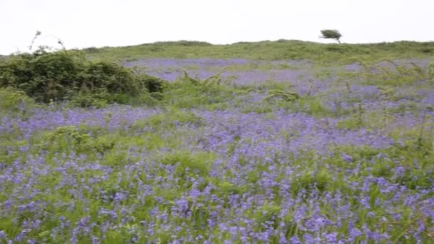 Campo de campanas azules en primavera — Vídeos de Stock
