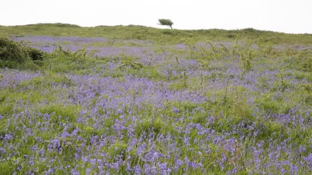 Campo de campanas azules en primavera — Vídeos de Stock