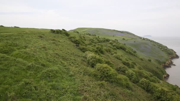 Bluebells em Brean Down e Weston-super-mare bay Somerset Inglaterra Reino Unido — Vídeo de Stock