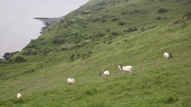 Британская первобытная коза породы диких с большими рогами и бородой белого серого и черного цвета — стоковое видео