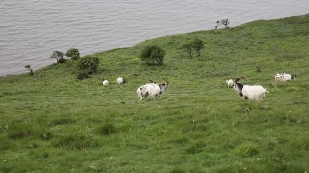 Британський примітивні Коза породи здичавілих з великими роги і Борода білий сірий і чорний — стокове відео