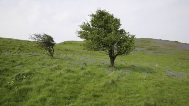 ağaç ve bluebells bahar brean içinde İngiltere'de somerset