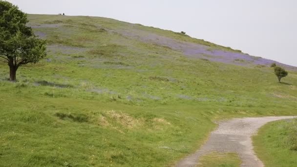 Bluebells at Brean Down and Weston-super-mare bay Somerset England UK — Stock Video