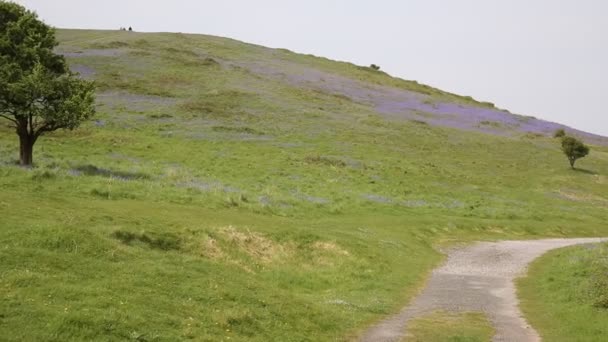 Bluebells en Brean Down y Weston-super-mare bay Somerset Inglaterra Reino Unido — Vídeos de Stock