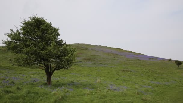 Arbres et bluebells au printemps 