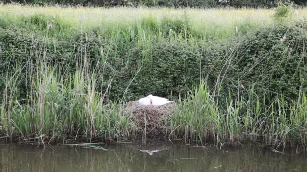 Schwan auf dem Nest am Schilf am Flussufer nur wenige Tage nach der Geburt von Cygnets — Stockvideo