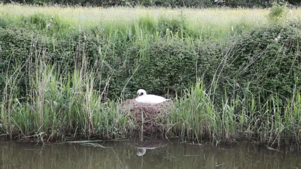 Mother swan on nest by reeds on a river bank only days from giving birth to cygnets — Stock Video