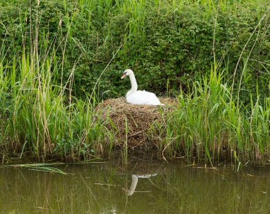 Mother swan on nest by reeds on a river bank only days from giving birth to cygnets clipart