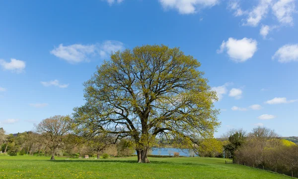 Beautiful tree in English field with blue sky and cloud — Stock Photo, Image