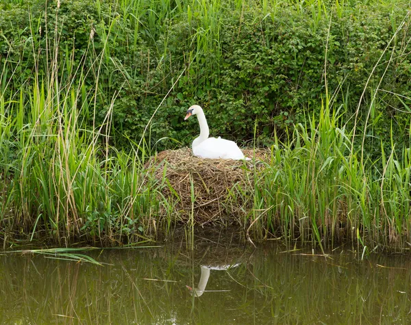 Mother swan on nest by reeds on a river bank only days from giving birth to cygnets — Stock Photo, Image