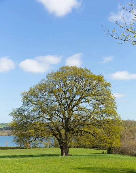 Beautiful tree in English field with blue sky and cloud — Stock Photo, Image