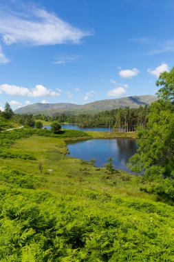 Tarn hows yakınındaki hawkshead Göller Bölgesi Milli Parkı İngiltere İngiltere