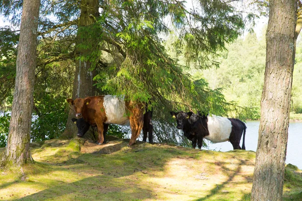 Gordel galloway koe ras van runderen — Stockfoto