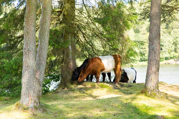 Allevamento bovino di Galloway cintura — Foto Stock