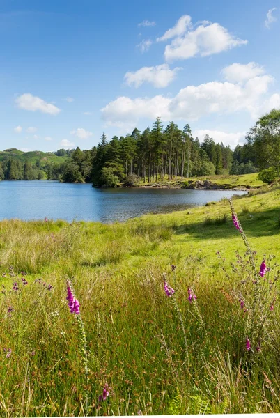 Tarn hows in de buurt van offers lake district national park Engeland uk — Stockfoto