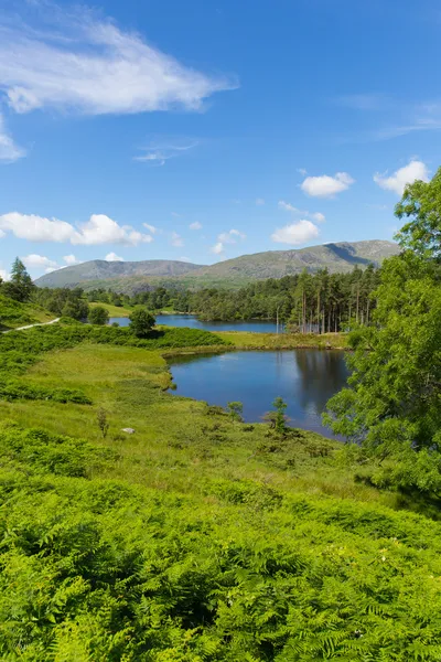 Tarn comos perto hawkshead lake district national park Inglaterra Reino Unido — Fotografia de Stock