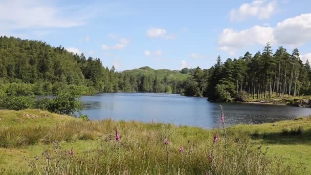 Tarn Hows Lake District National Park Inglaterra Reino Unido entre Coniston Water y Windermere en un hermoso día soleado de verano — Vídeos de Stock