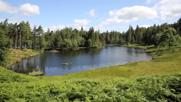 The most beautiful small lake in the Lakes Tarn Hows on a beautiful sunny summer day — Stock Video