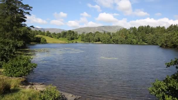 Tarn Hows perto de Hawkshead Lake District National Park Inglaterra uk em um belo dia ensolarado de verão — Vídeo de Stock