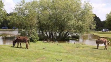 Yeni orman donkies yeni orman midilli janes demirlemek göl hampshire İngiltere İngiltere