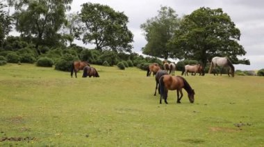 Yeni orman midilliler lyndhurst hampshire İngiltere'de İngiltere'de popüler turistik yer