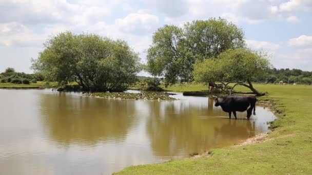 Vache debout dans l'eau à un lac — Video