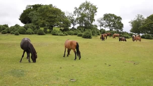 New Forest ponies Lyndhurst Hampshire Inglaterra Reino Unido localização turística popular — Vídeo de Stock