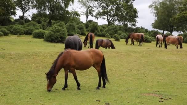 New Forest ponies Lyndhurst Hampshire Inglaterra Reino Unido localização turística popular — Vídeo de Stock