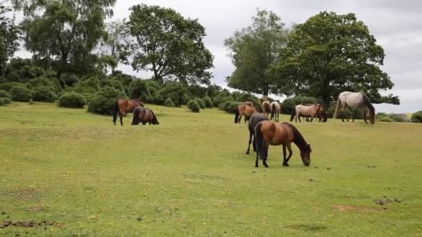 New Forest ponies Lyndhurst Hampshire Inglaterra Reino Unido localização turística popular — Vídeo de Stock