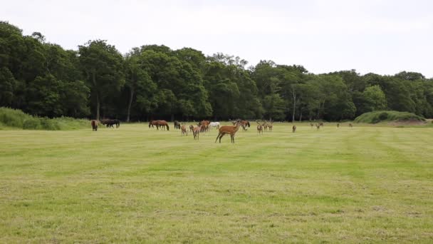 Rothirsch-Herde im neuen Forest Hampshire England — Stockvideo
