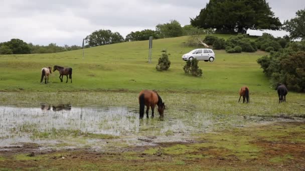 Nieuw forest pony's lyndhurst hampshire door drukke weg — Stockvideo