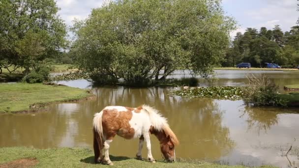 New Forest pônei Janes Moor lago New Forest Hampshire Inglaterra Reino Unido localização turística popular — Vídeo de Stock