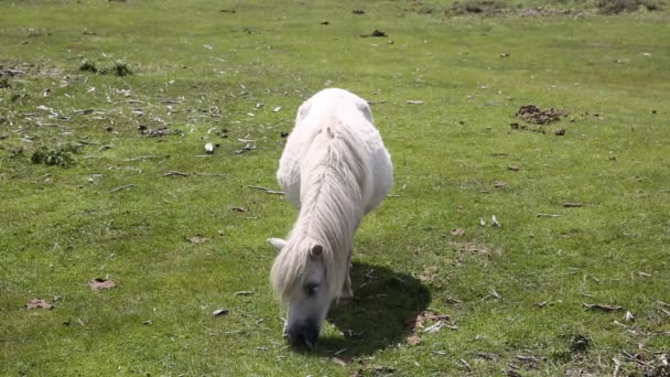 Kleine witte pony eten van gras — Stockvideo