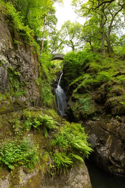 Aira Force waterfall Ullswater Valley Lake District Cumbria England UK in beautiful woodland with bridge — Stock Photo, Image