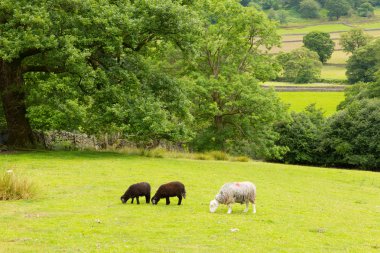 bir alanda seatoller borrowdale valley lake district cumbria İngiltere İngiltere, siyah-beyaz koyun