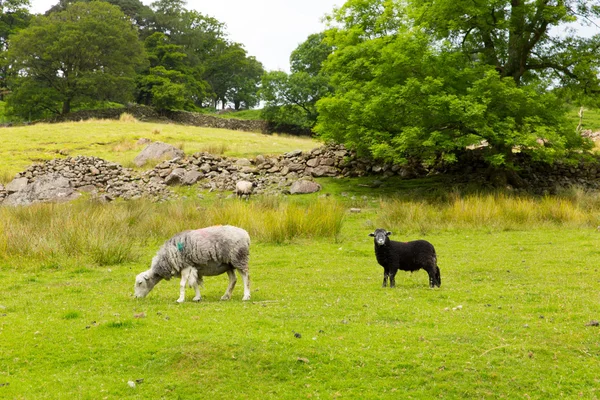 Scena kraj owiec w polu w seatoller borrowdale valley lake district cumbria Anglia uk — Zdjęcie stockowe