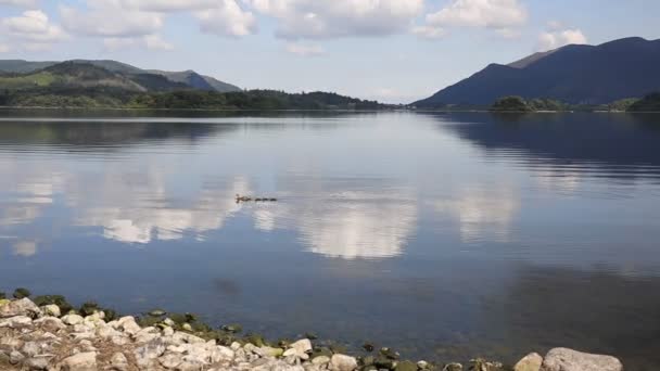 Kaczki pływanie derwent wody jezior Parku Narodowego cumbria Anglii uk w pobliżu keswick — Wideo stockowe