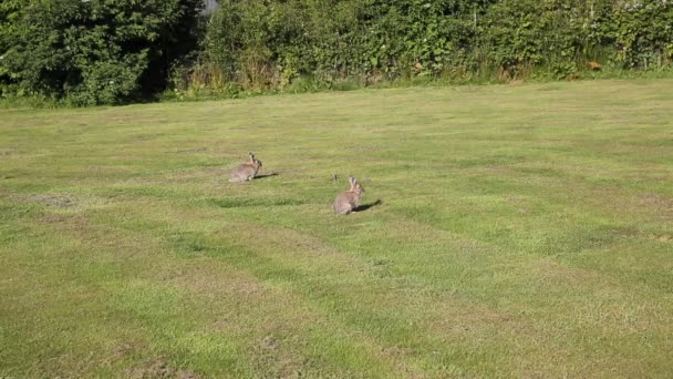 Conejos salvajes en un campo Distrito de los Lagos Cumbria Inglaterra ejemplo de la fauna local — Vídeos de Stock