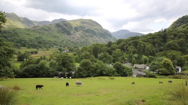 Country scene of sheep in a field at Seatoller Borrowdale Valley Lake District Cumbria England UK