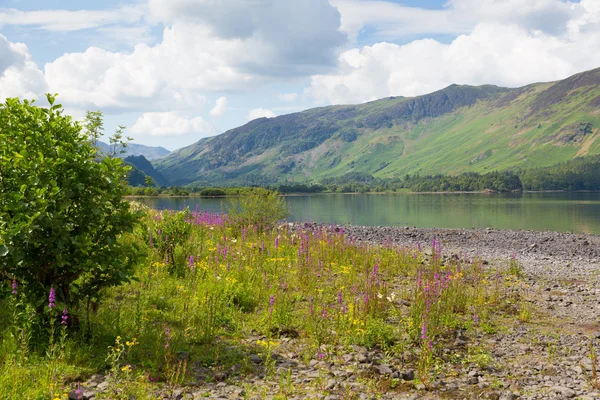 Lake District-hegység és a rózsaszín virágok Maiden Moor Derwent víz a tavak Nemzeti Park Cumbria délre Keswick — Stock Fotó