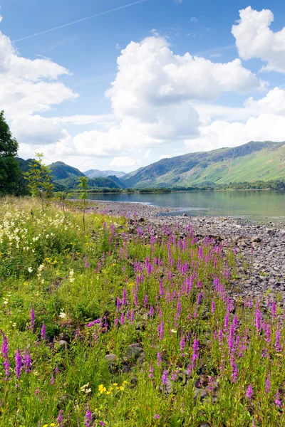 Jezerní hory a růžové květy Maiden Moor Derwent vody The Lakes National Park Cumbria jižně od Keswick — Stock fotografie