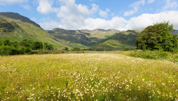 Daisy field with mountains blue sky and clouds scenic Langdale Valley Lake District Cumbria near Old Dungeon Ghyll England UK in summer — Stock Photo, Image