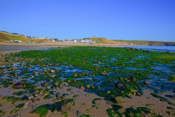 Aberdaron Strand Zöld Hínárral Llyn Félsziget Gwynedd Wales Népszerű Tengerparti — Stock Fotó