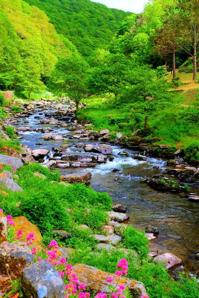 Lynmouth Devon Lopen Naar Watersmeet Langs Rivier Engeland Roze Bloemen — Stockfoto