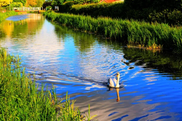 Swan Swimming Gracefully Centre Canal Reeds Ripples — Stock Photo, Image