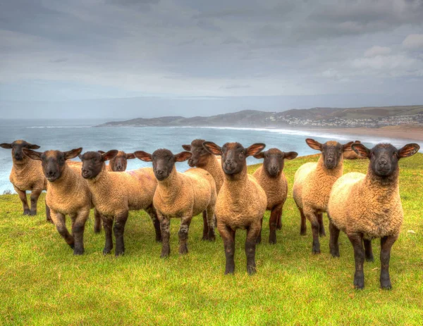 Suffolk Schapen Ras Zwarte Gezichten — Stockfoto