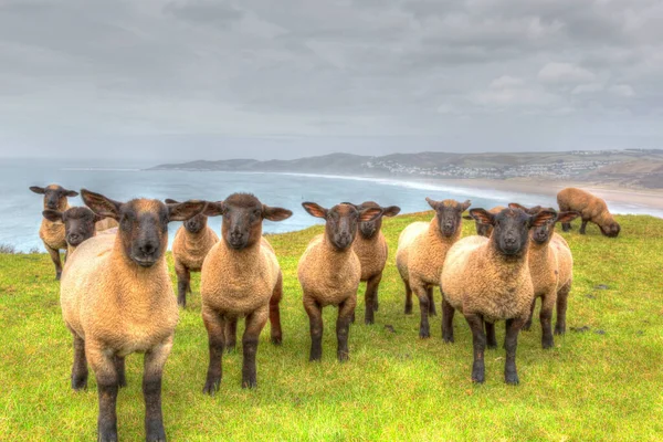 Faccia Nera Pecore Suffolk Razza Devon Costa Cercando Fotocamera — Foto Stock