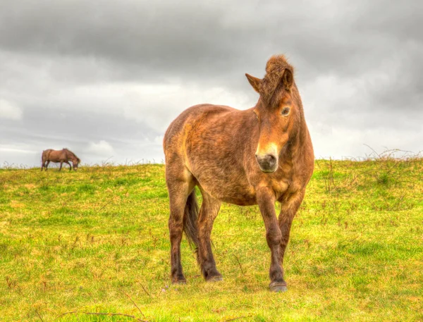 Wild Pony Exmoor Quantock Hills Somerset Inglaterra Reino Unido — Fotografia de Stock