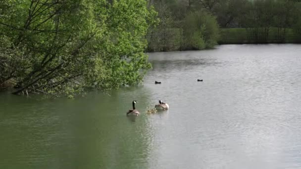 Canadian Geese Parents Babies Lake Swimming — Vídeo de Stock